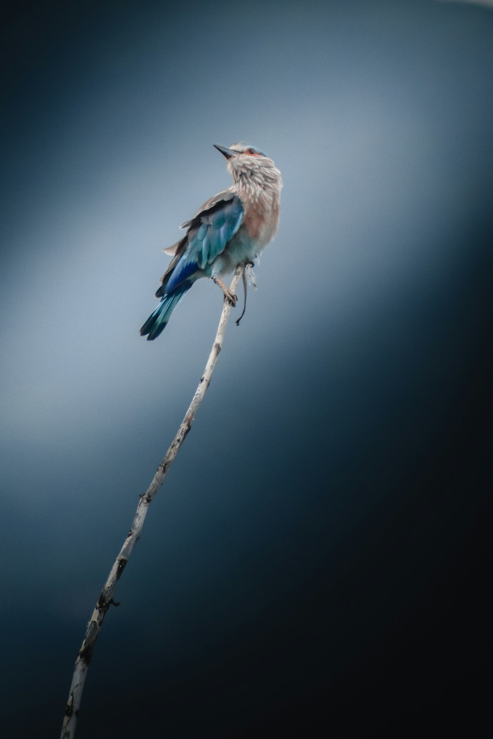 blue and brown bird on brown tree branch