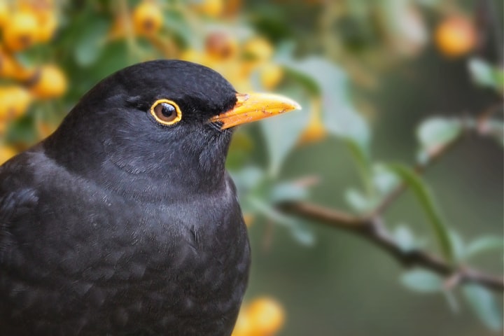 A Little Blackbird Told Me