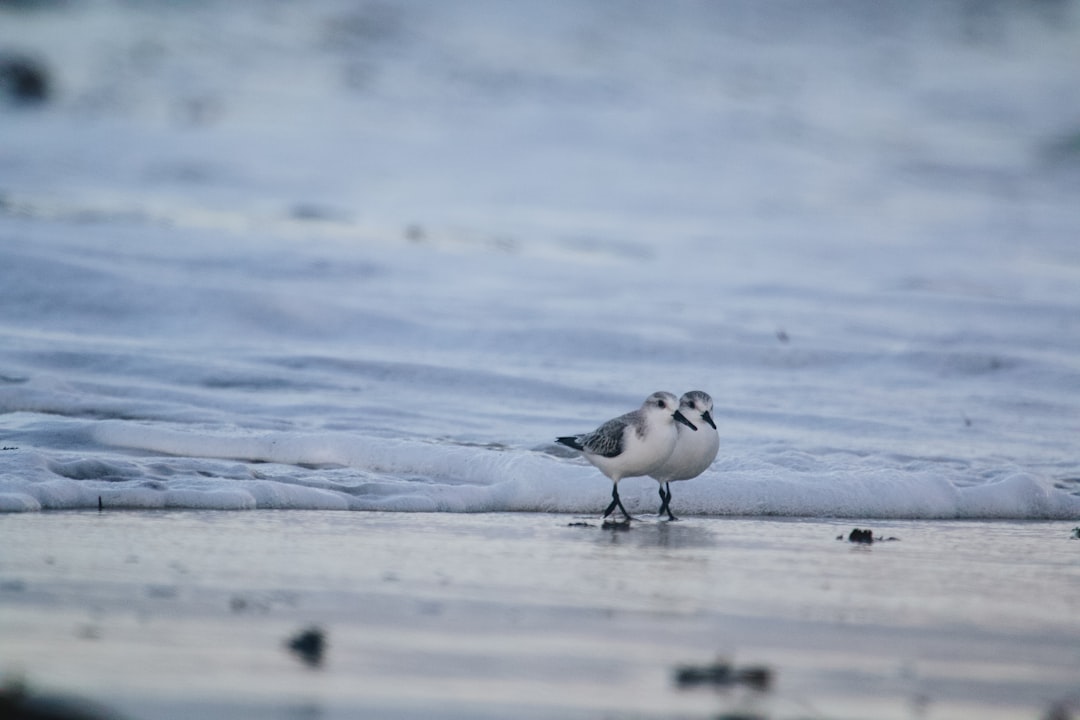 white and black bird on brown sand during daytime