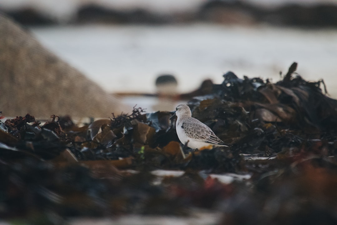 white and black bird on brown rock