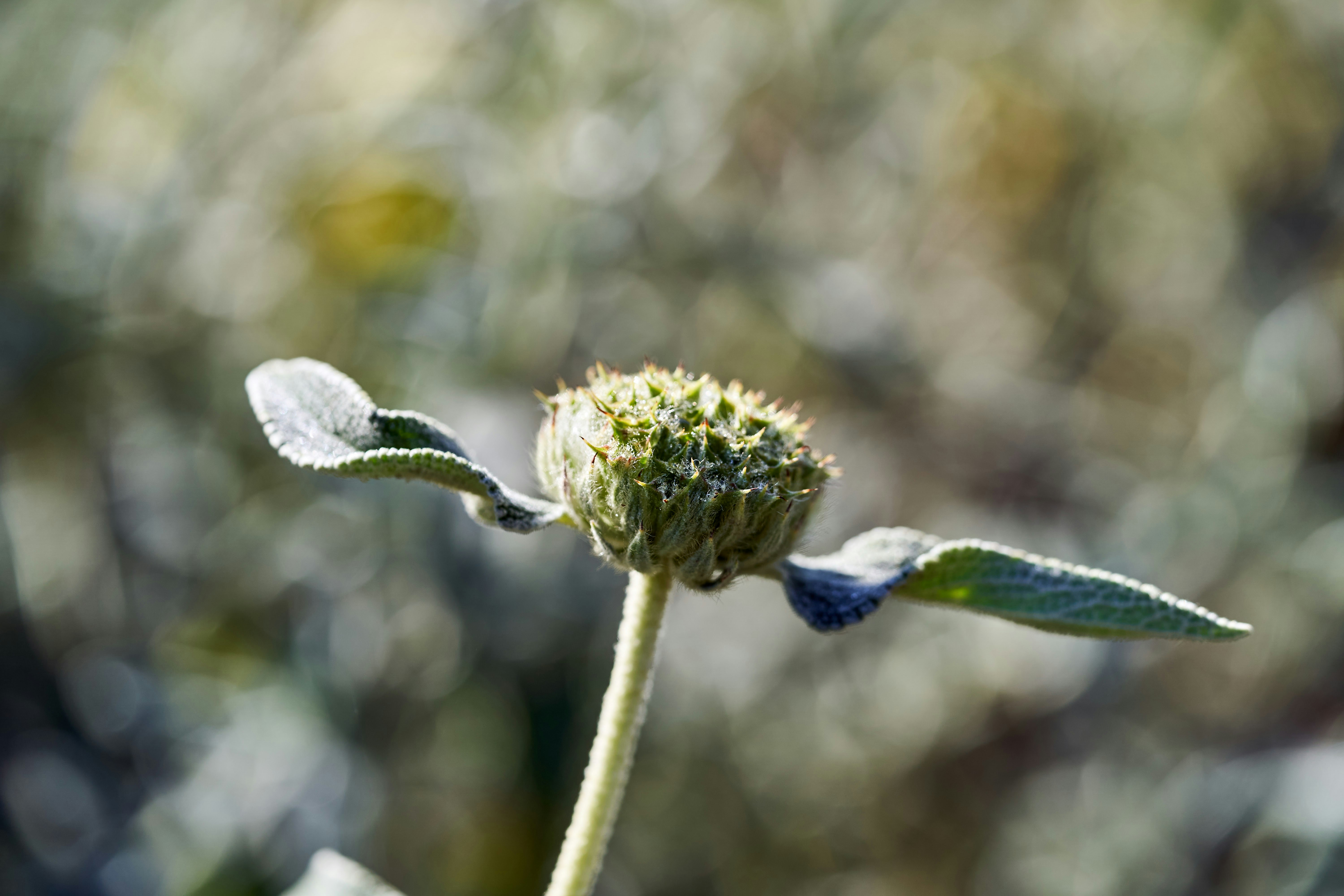 Photo by wolfgang_hasselmann