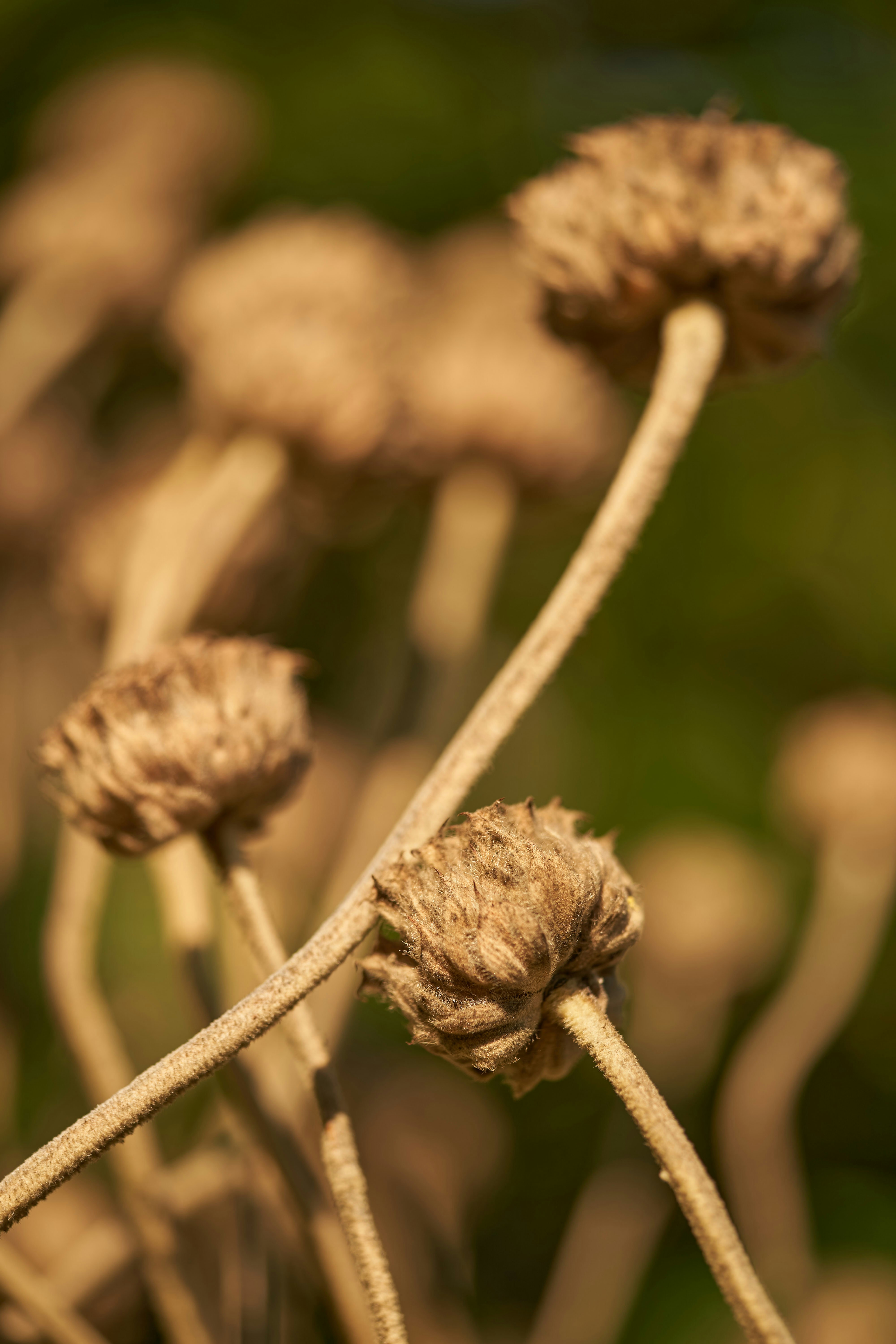 Photo by wolfgang_hasselmann