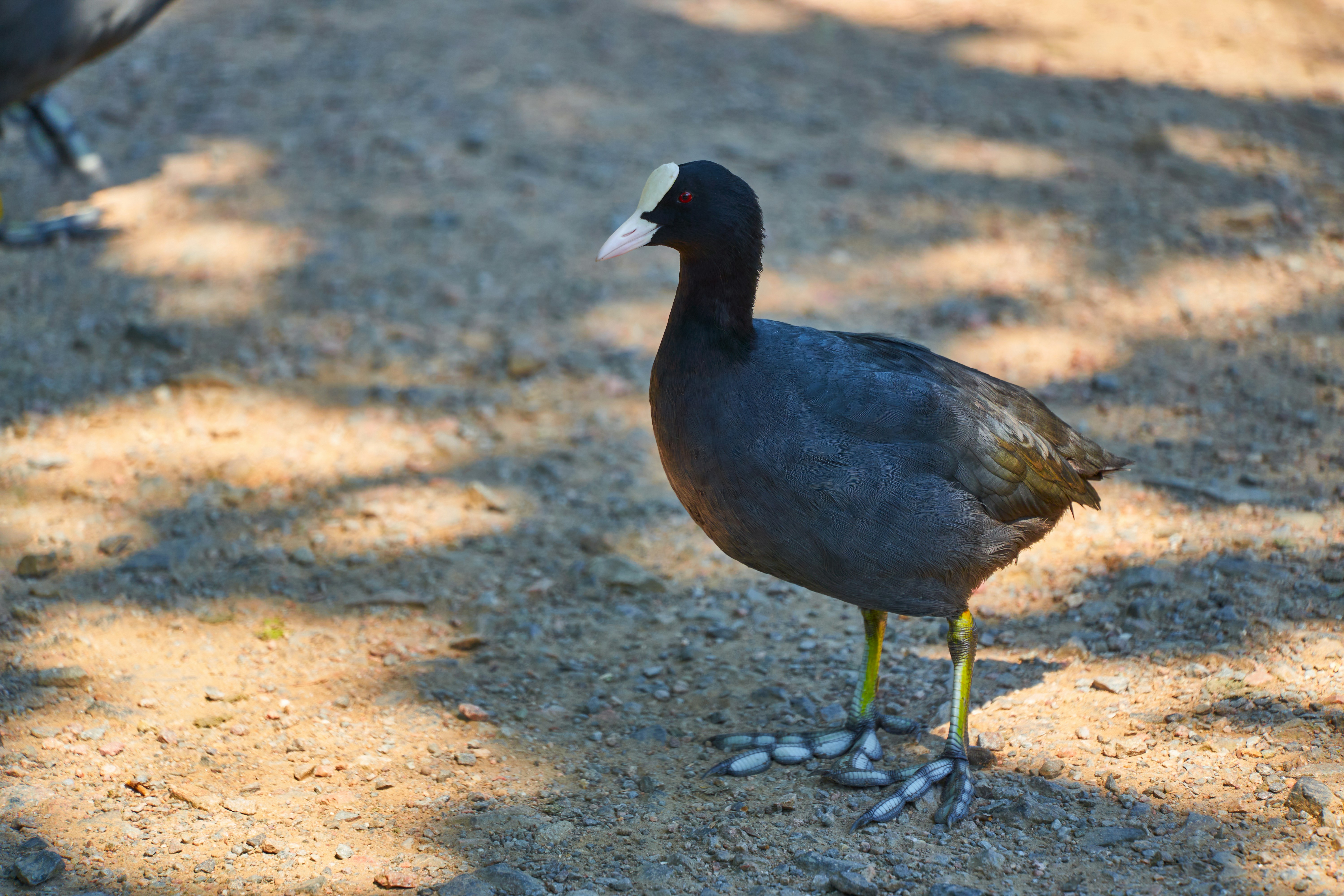 Photo by wolfgang_hasselmann