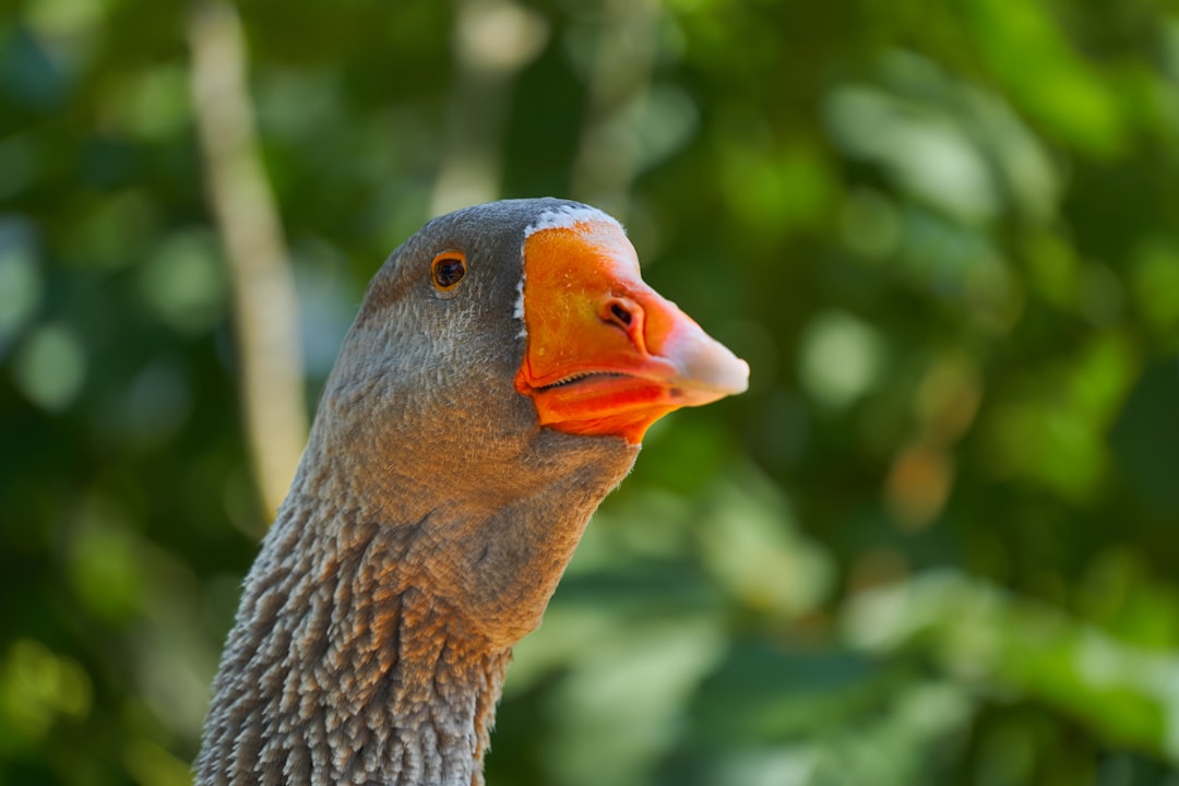 brown duck in tilt shift lens