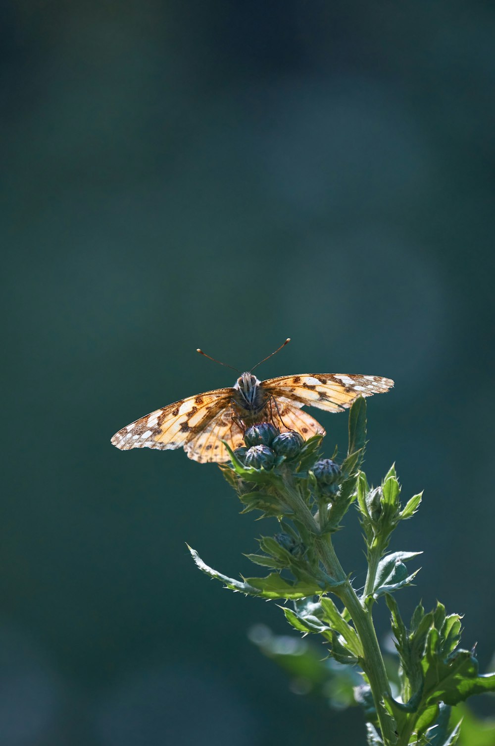 brown and black butterfly on green plant