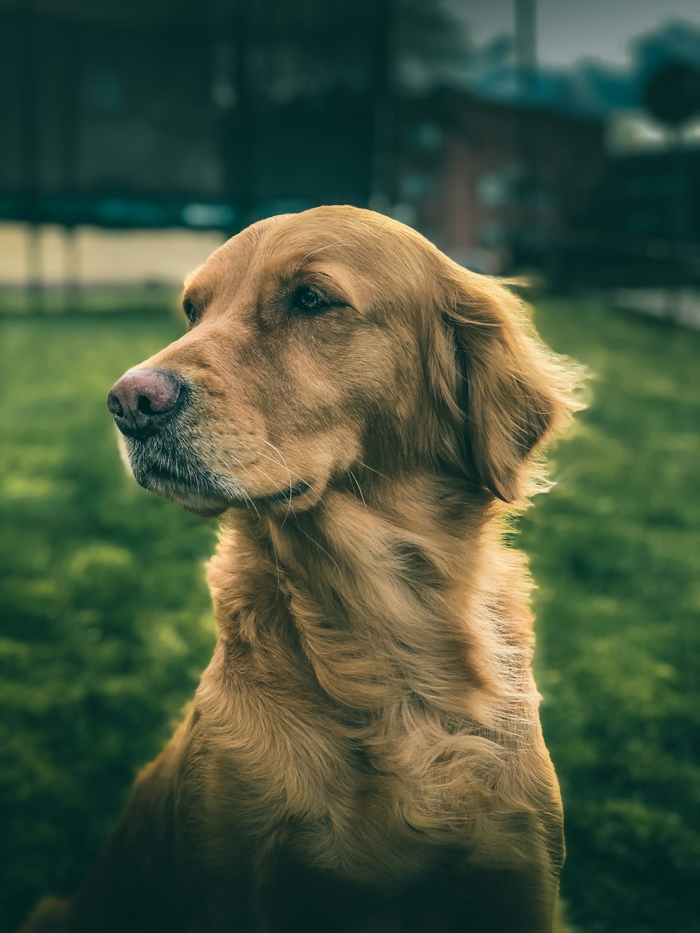 golden retriever sitting on green grass field during daytime