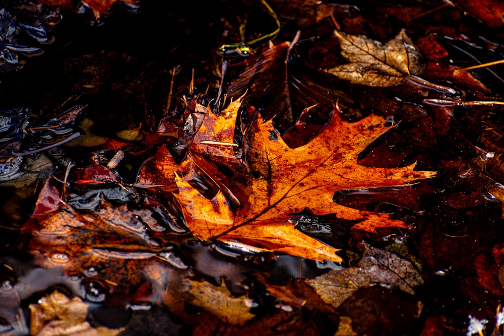 brown maple leaf on ground