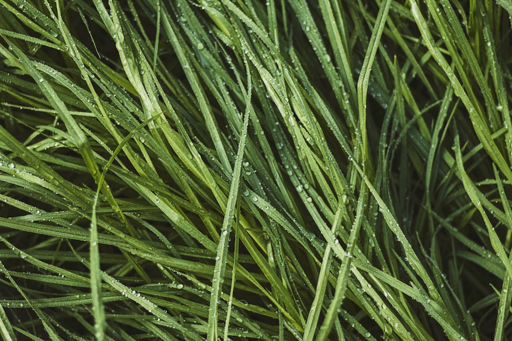 water dew on green grass