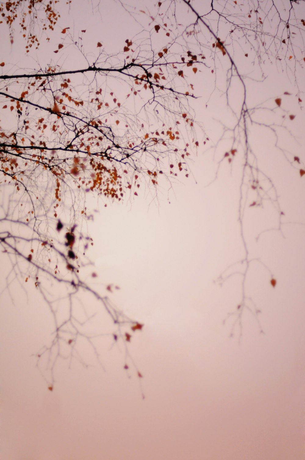 black and white tree branch