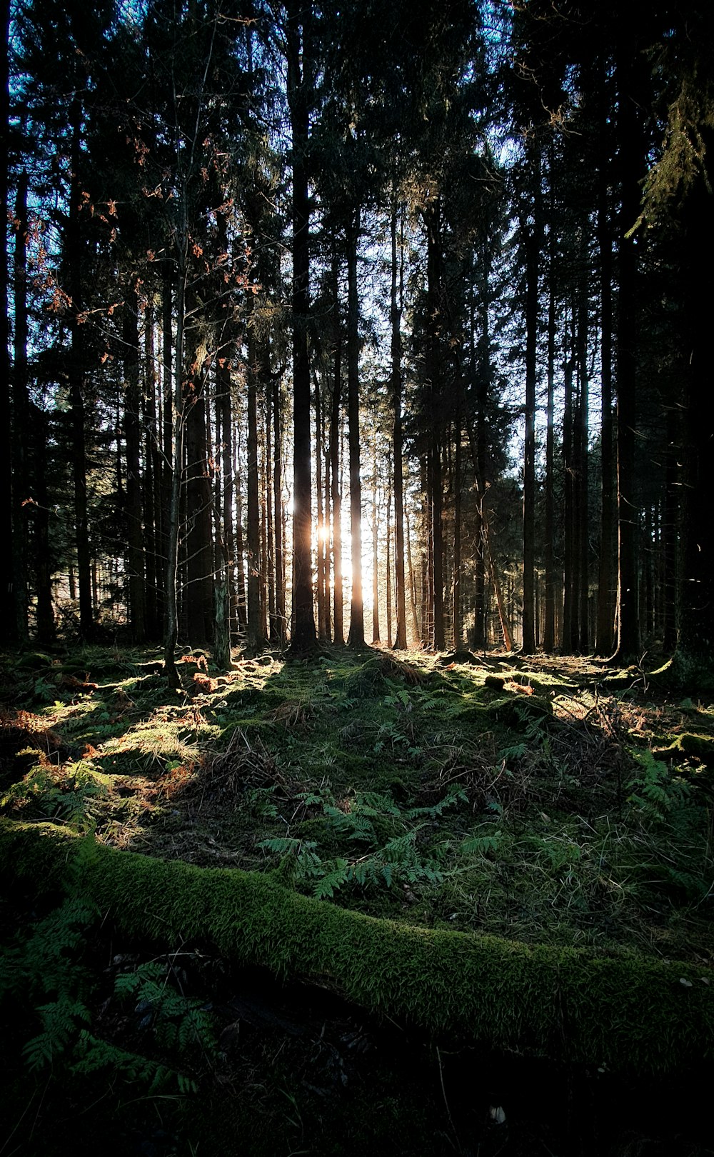 Herbe verte et arbres pendant la journée