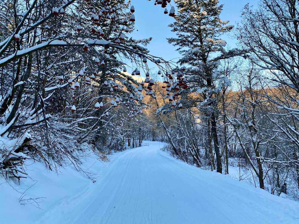 snow covered road between trees during daytime