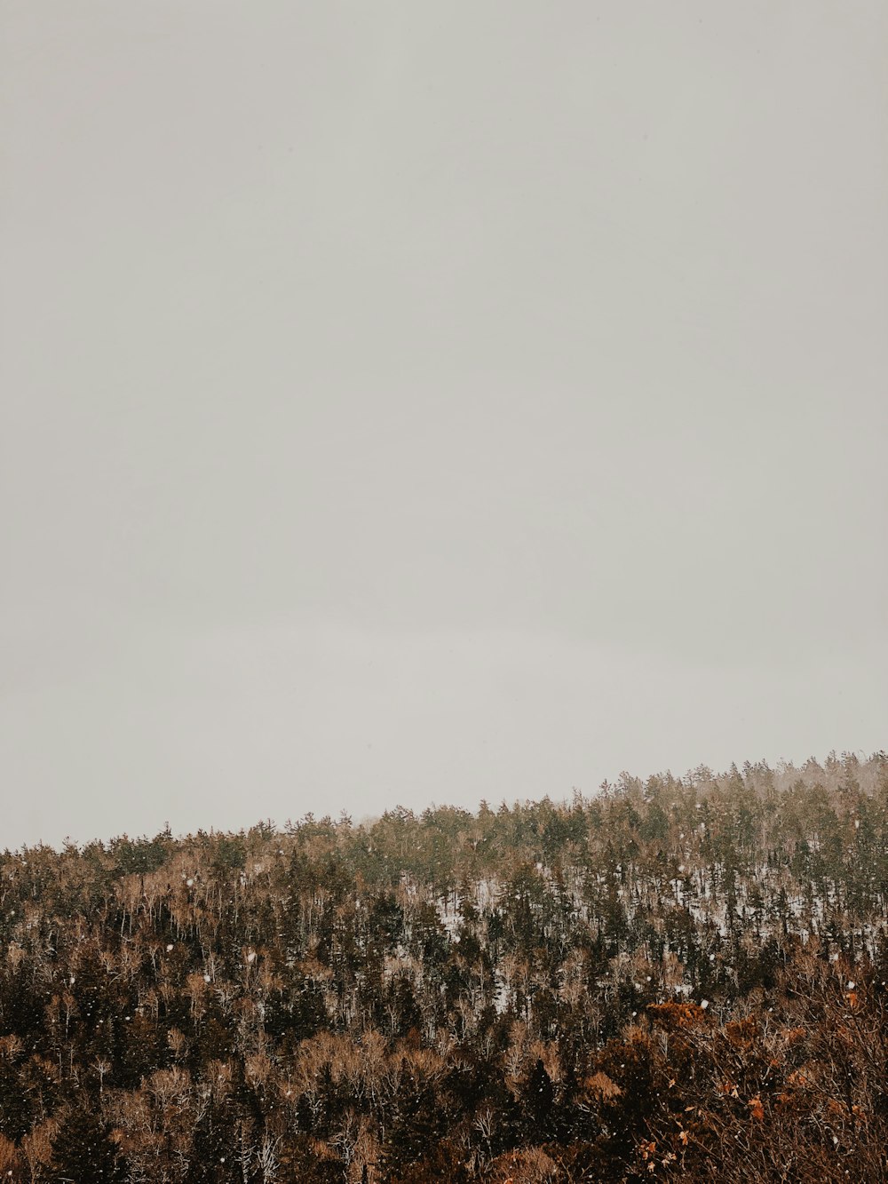 Un grupo de árboles en una colina cubierta de nieve