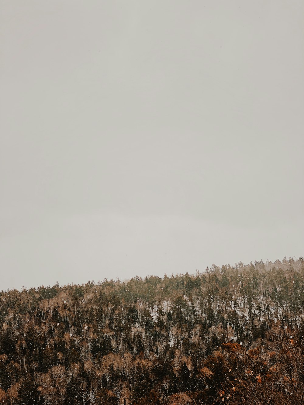 a group of trees on a hill covered in snow