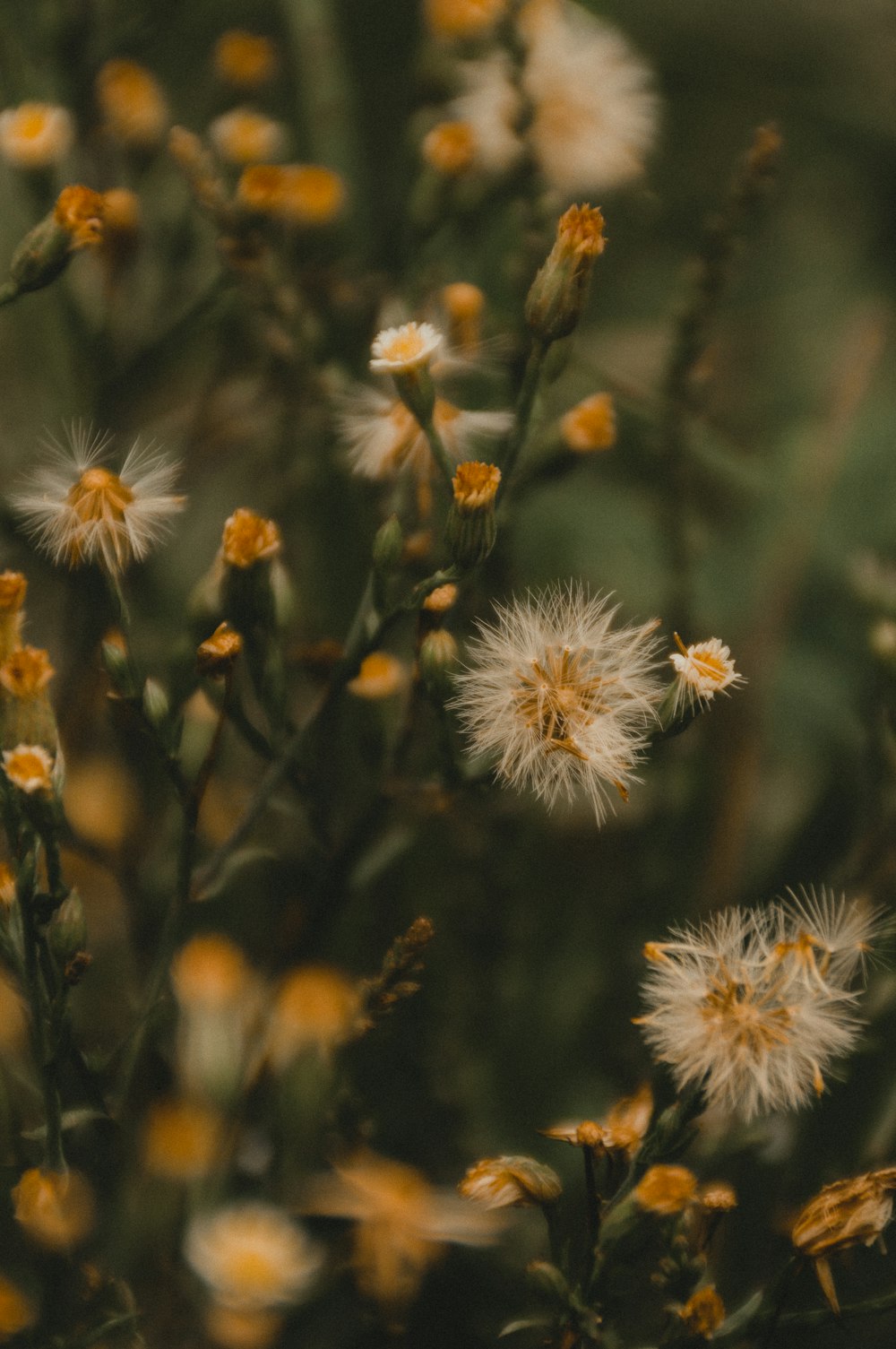 white flowers in tilt shift lens