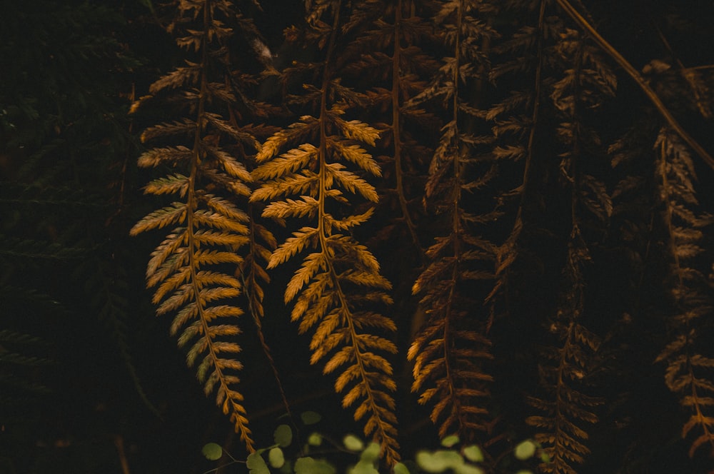 green fern plant in close up photography