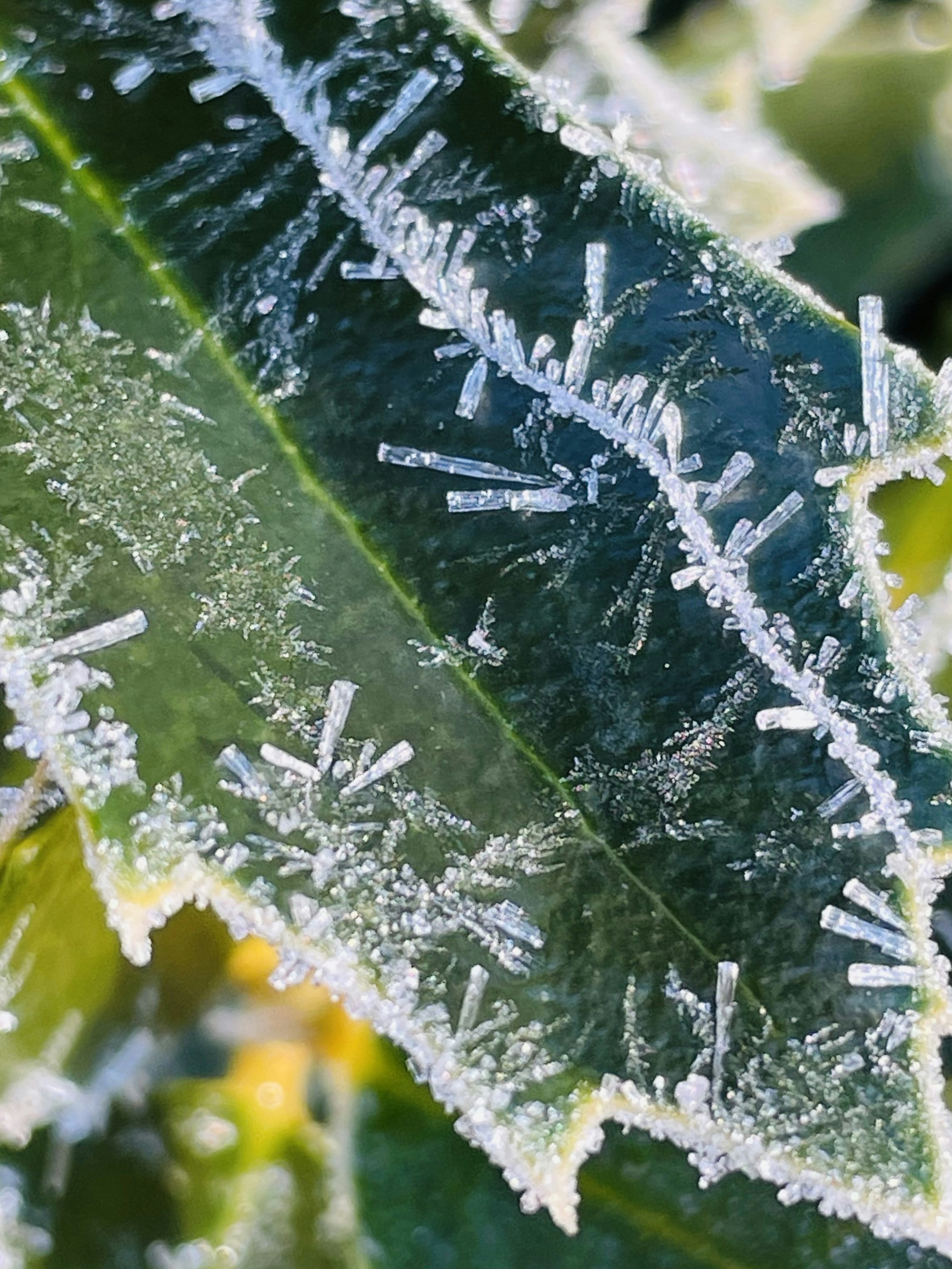 Photo by lizzieleephotography