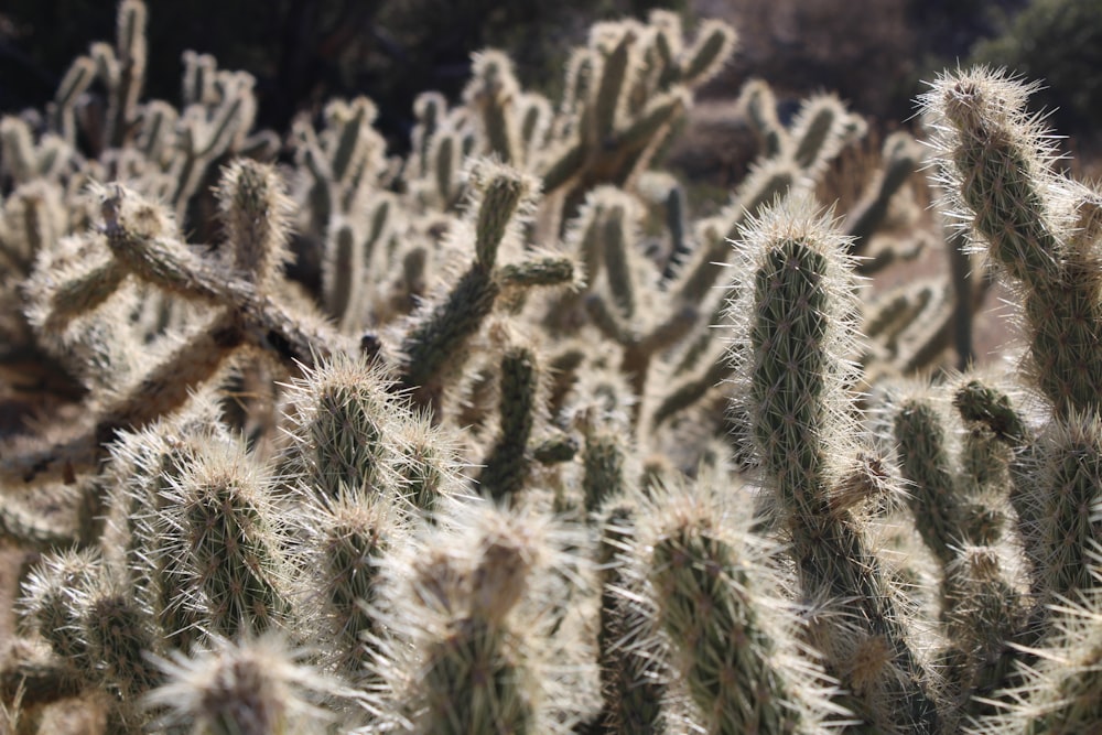 white and green cactus plant