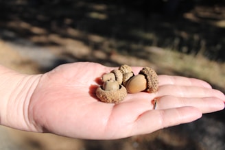 A close-up of a hand holding several acorns with caps still attached, set against a blurred natural background.
