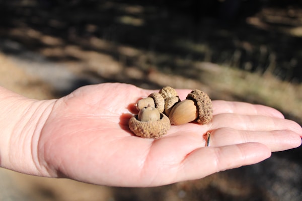 A close-up of a hand holding several acorns with caps still attached, set against a blurred natural background.