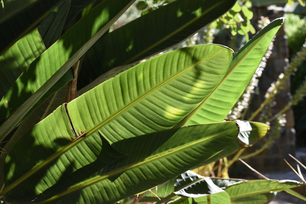 green banana leaf during daytime