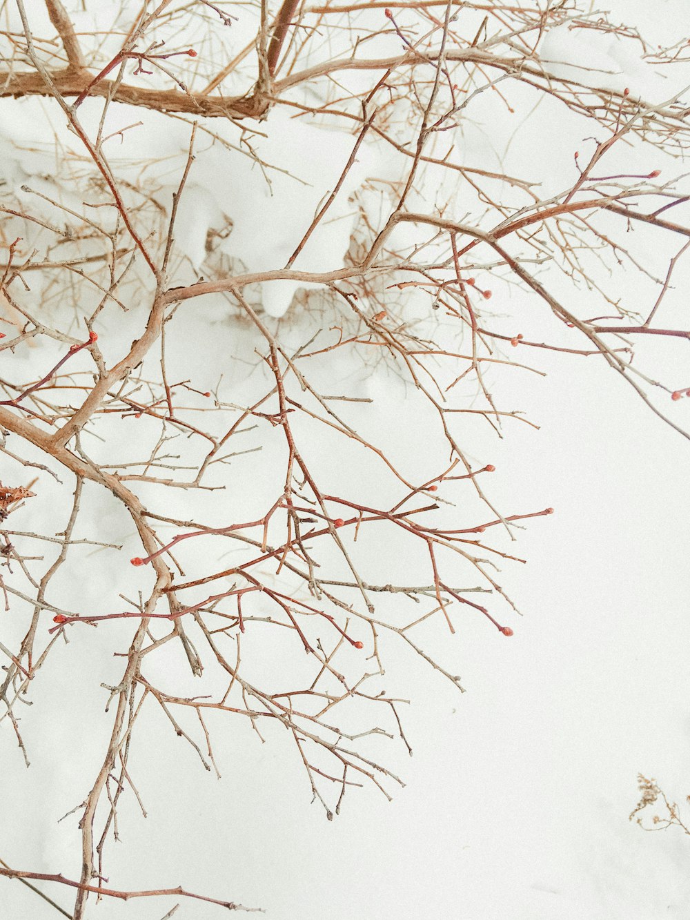 白い雪に覆われた茶色の木の枝
