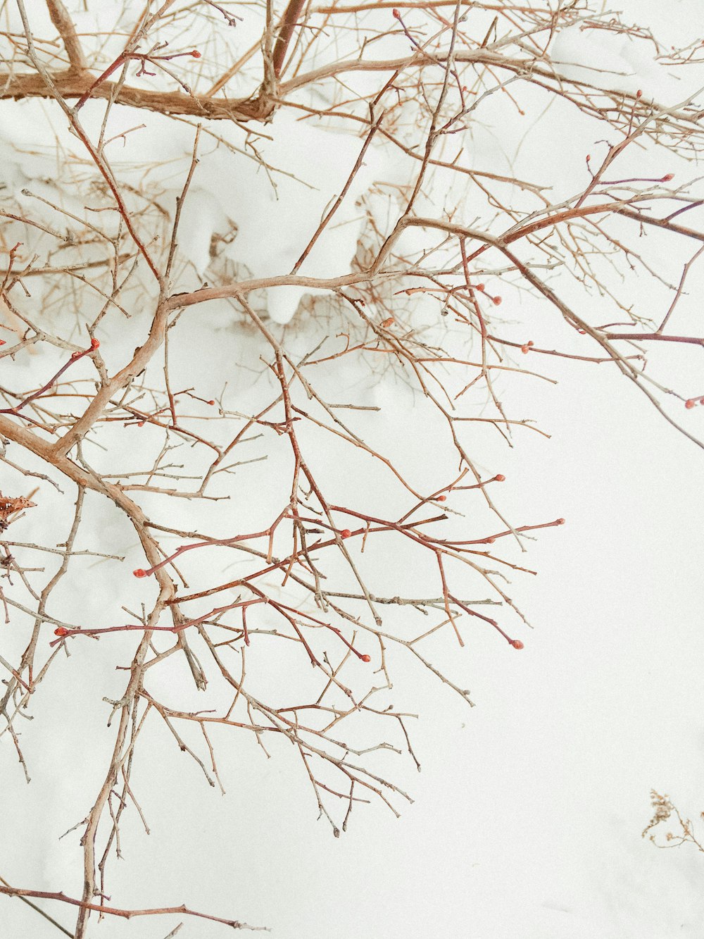 brown tree branch covered with white snow