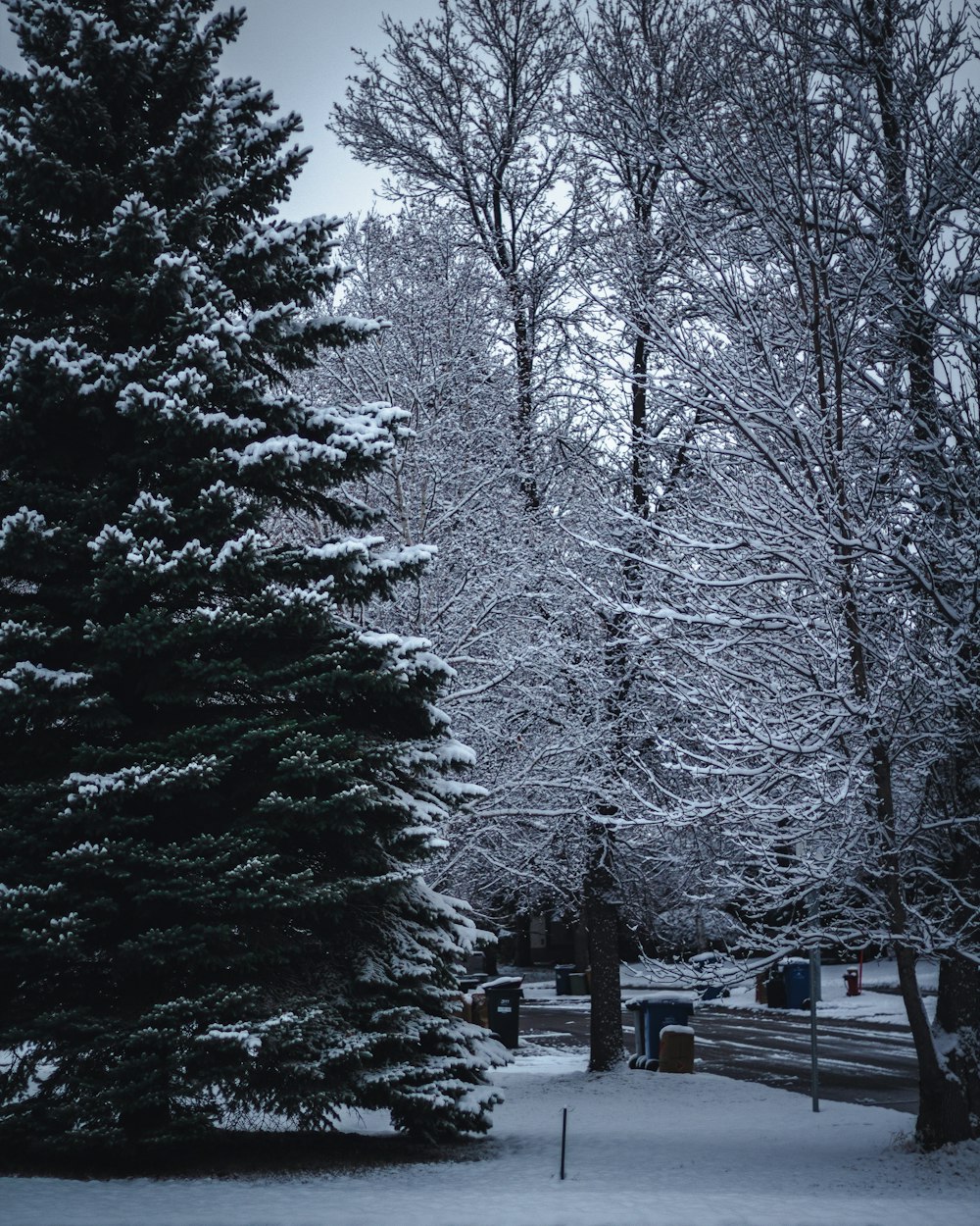 snow covered trees during daytime