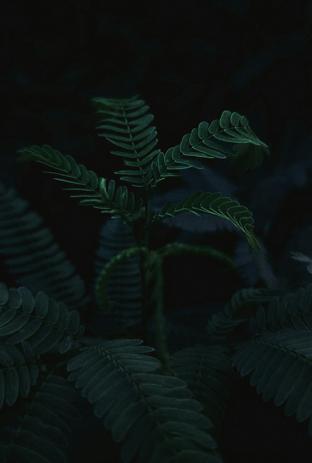 green fern plant in close up photography