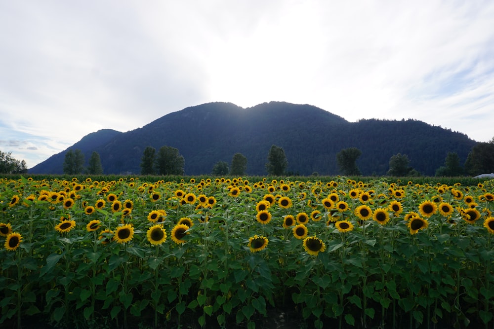 green grass field near mountain during daytime