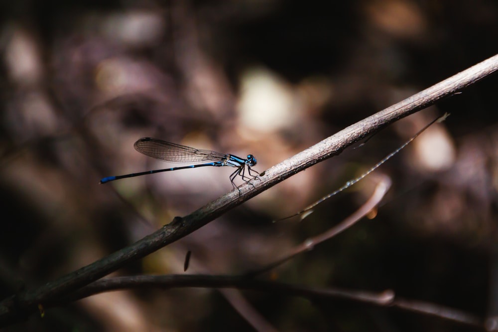 libelinha azul empoleirada no caule marrom em fotografia de perto durante o dia
