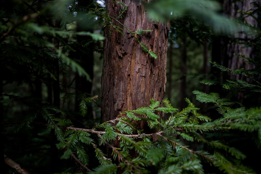 tronc d’arbre brun avec des feuilles vertes