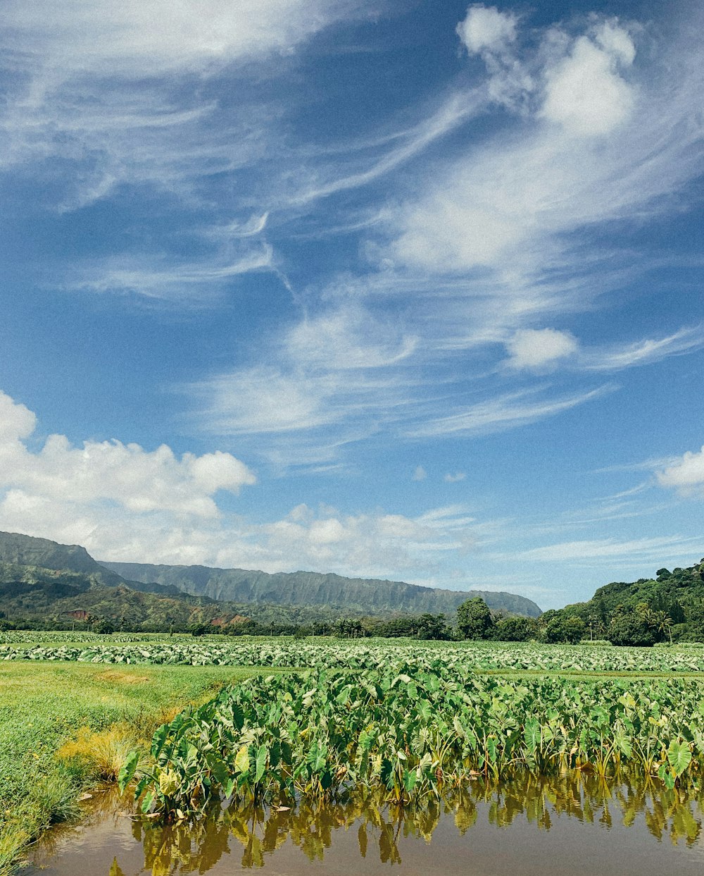 green grass field under blue sky during daytime