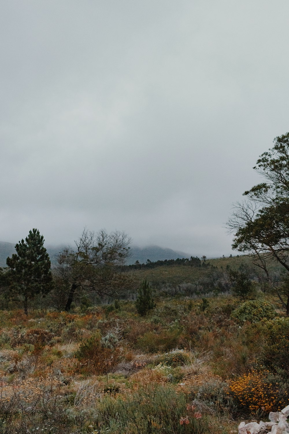 green trees on brown grass field under white cloudy sky during daytime