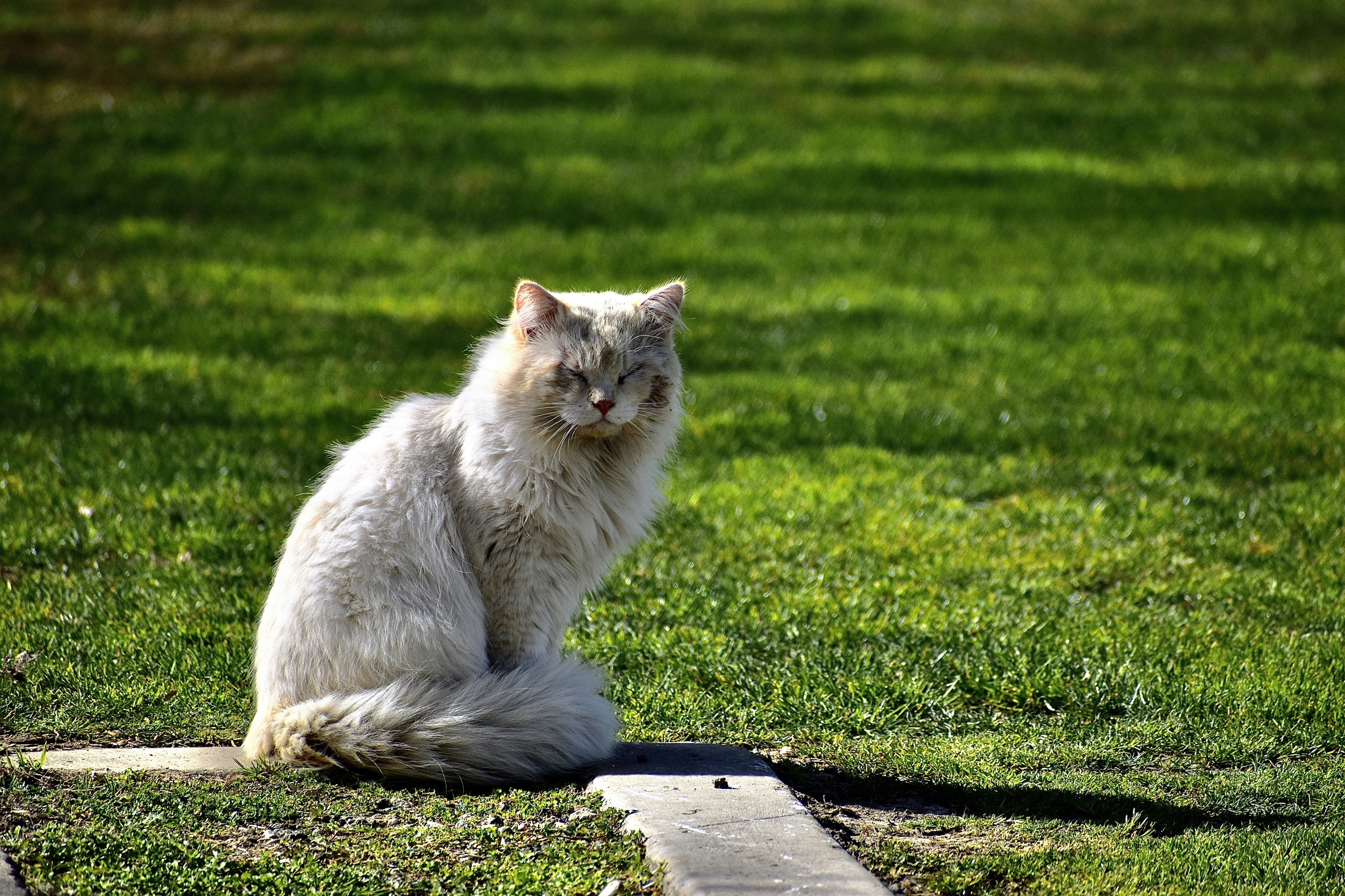 Gato persa blanco acostado en el piso de concreto durante el día