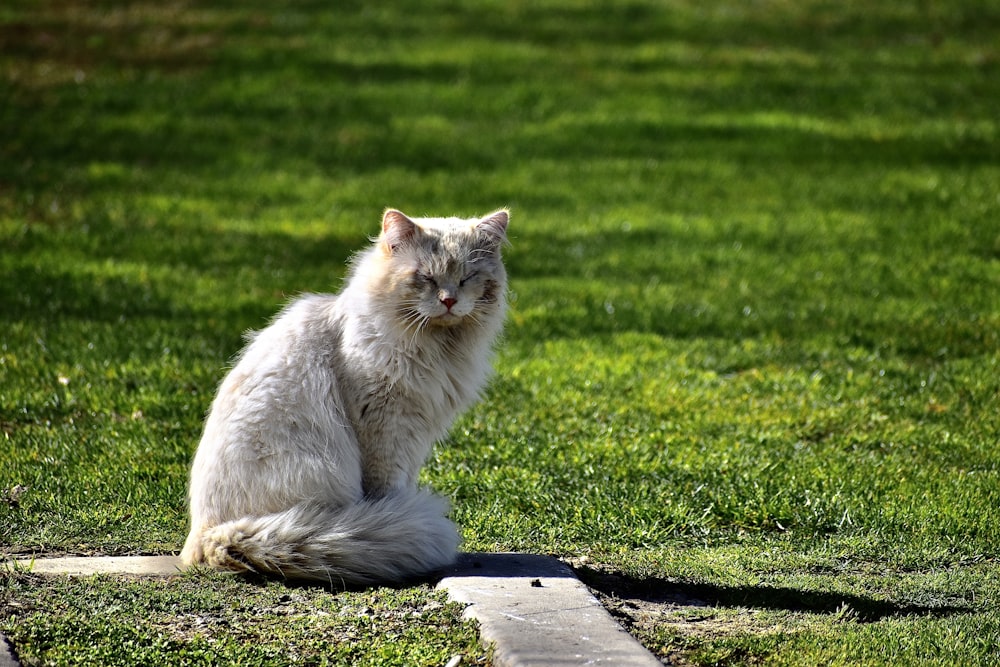 white persian cat lying on concrete floor during daytime
