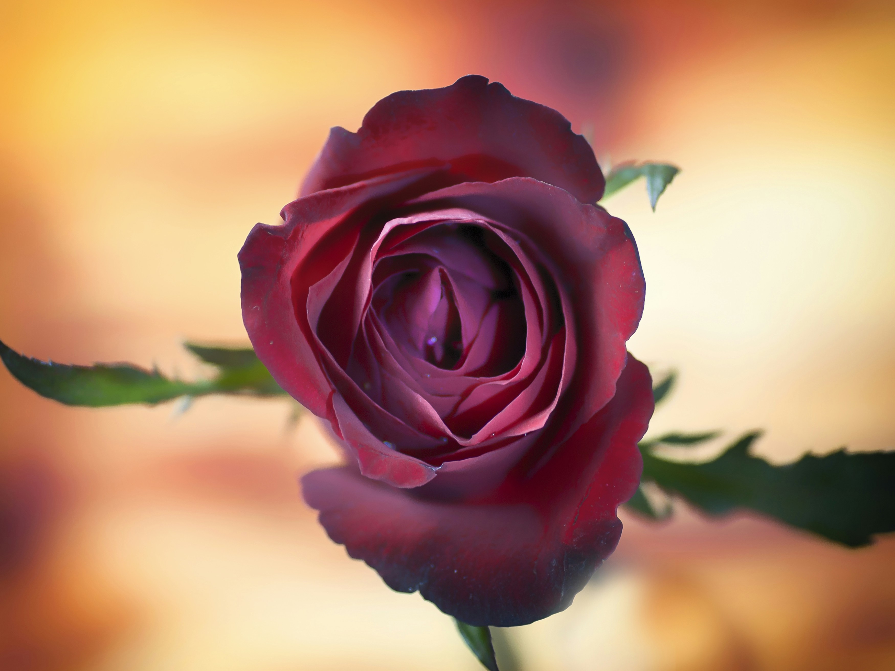 Photo by thom_oxford