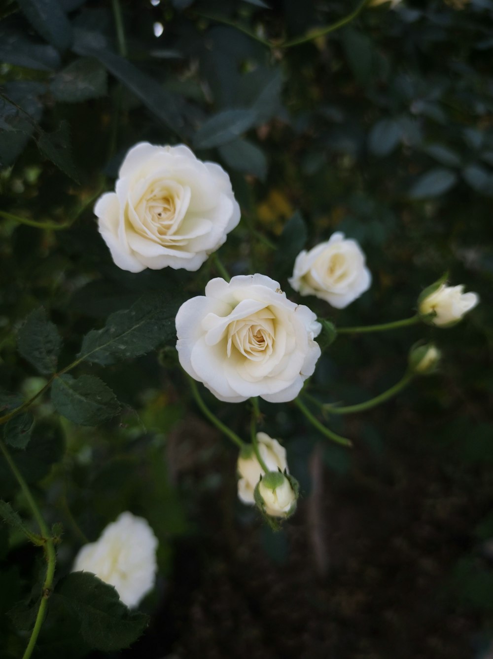 white roses in close up photography