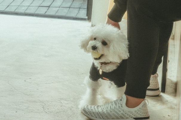 A fluffy white dog, possibly a Bichon Frise, is wearing a black sweater and holding a yellow tennis ball in its mouth. The dog stands on a light-colored concrete floor next to a person wearing black pants and white sneakers.