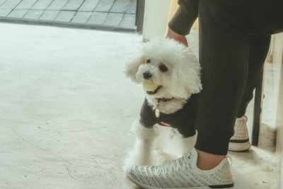 A fluffy white dog, possibly a Bichon Frise, is wearing a black sweater and holding a yellow tennis ball in its mouth. The dog stands on a light-colored concrete floor next to a person wearing black pants and white sneakers.