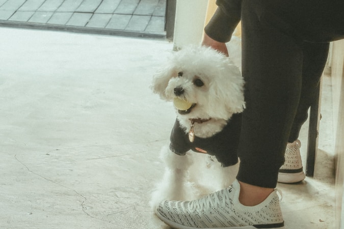 Understanding Bichon Frise Puppies: A Guide for Families