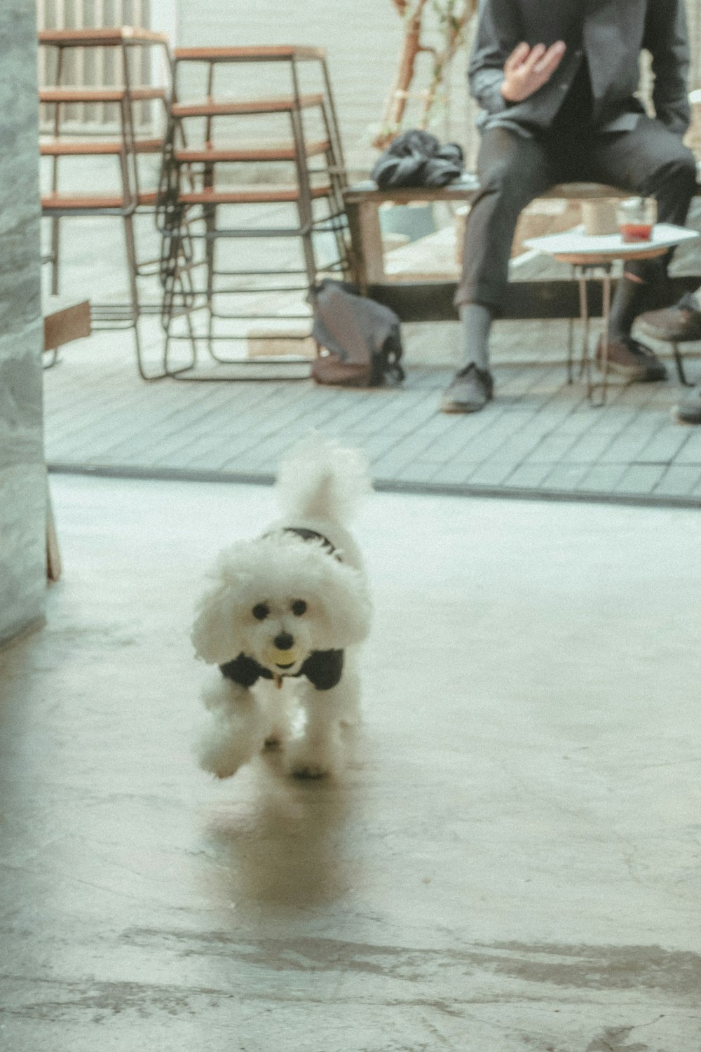 white poodle on white floor tiles