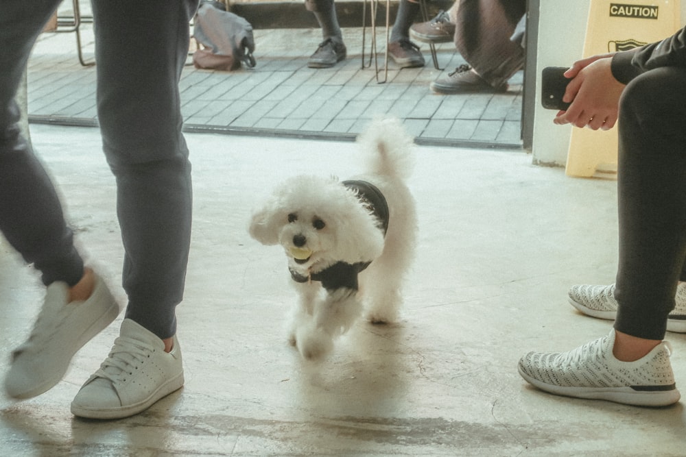 white poodle puppy on white floor tiles