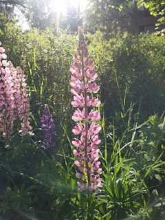 A tall pink lupine flower stands prominently in the foreground among lush greenery. Other lupines, including a purple variety, are visible. Sunlight filters through the surrounding foliage, creating a vibrant and serene natural scene.
