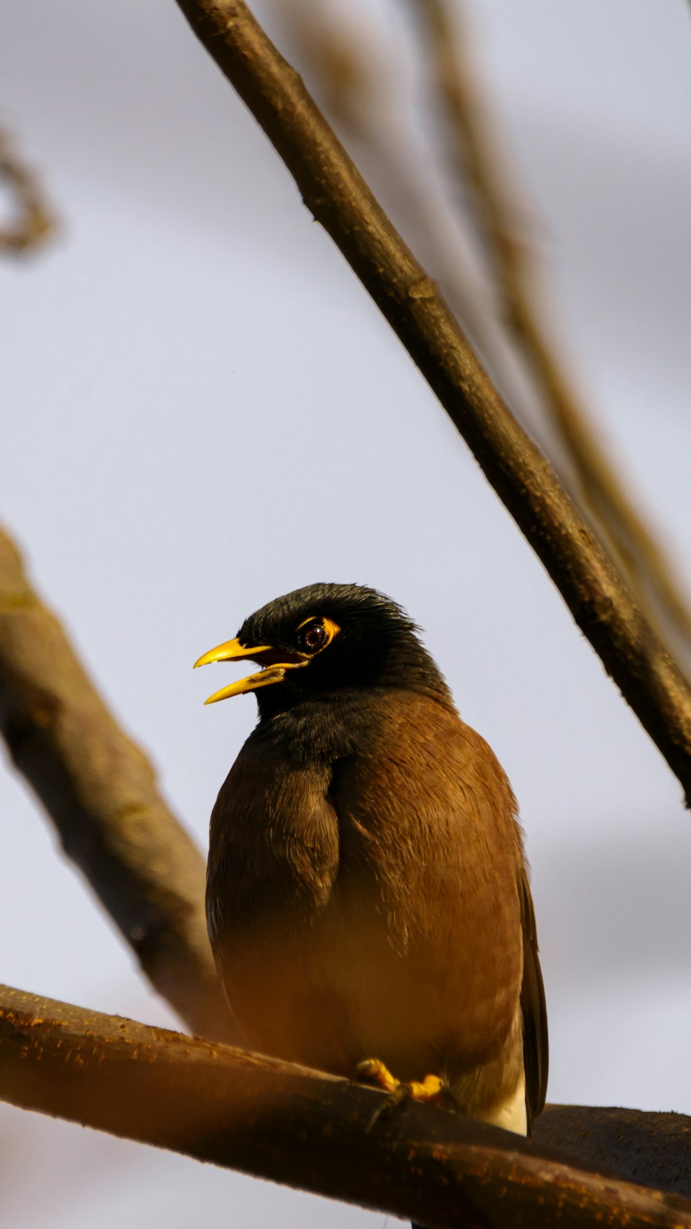 brown and black bird on brown tree branch