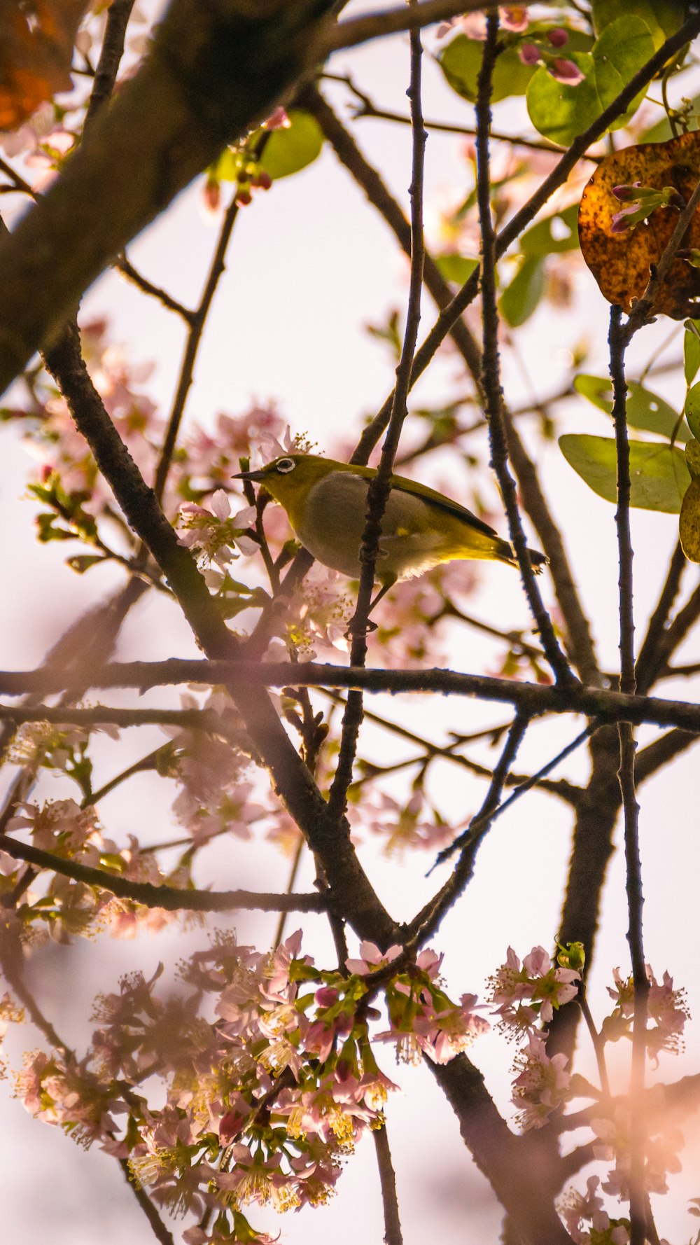 yellow and green bird on tree branch