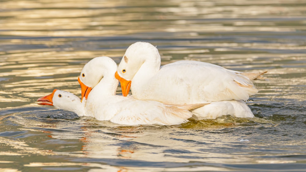 white swan on water during daytime