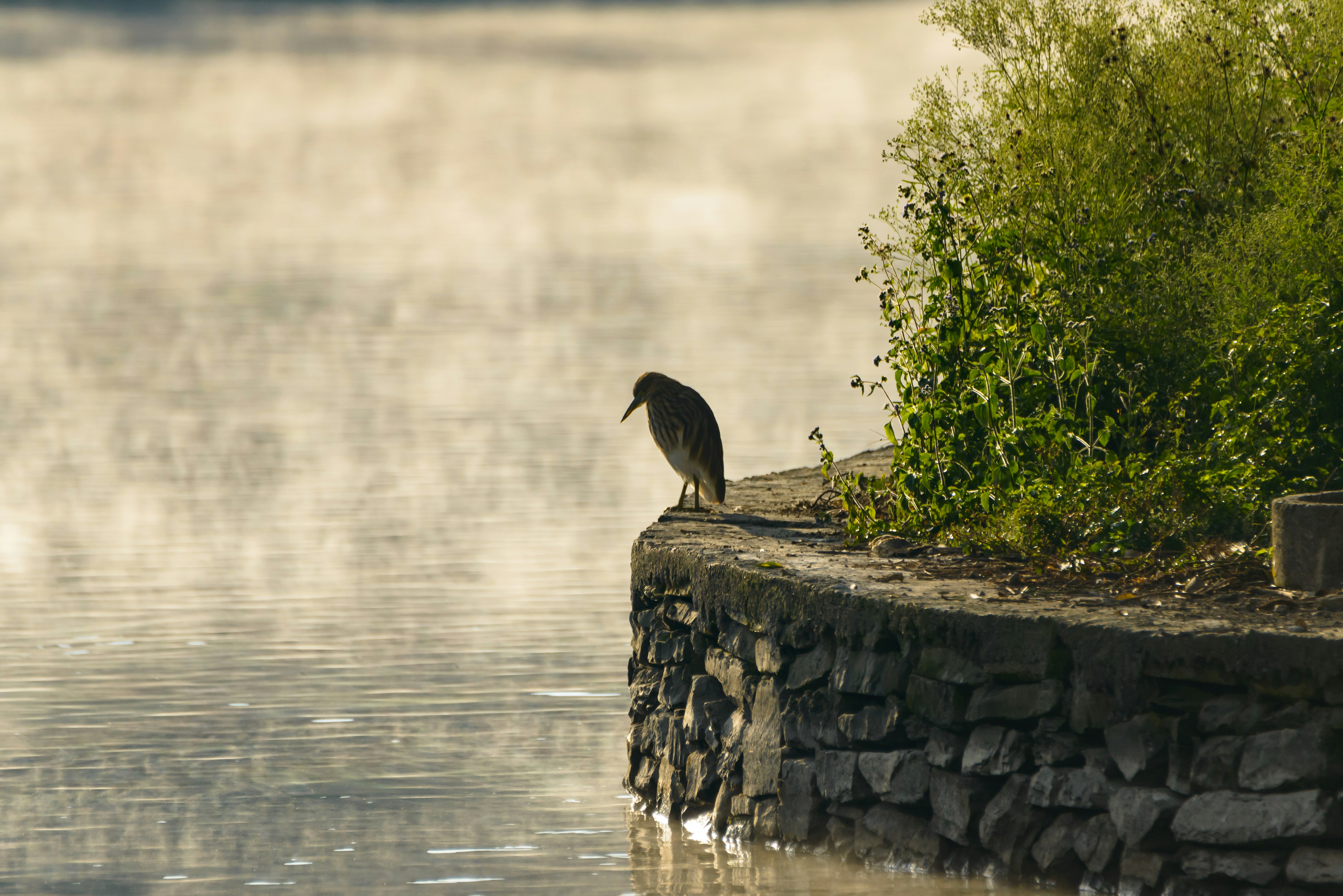 black bird on gray rock near body of water during daytime