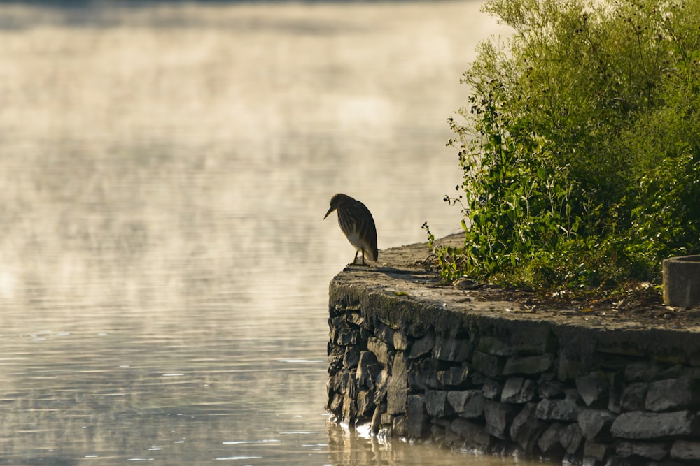 Schwarzer Vogel auf grauem Felsen in der Nähe von Gewässern tagsüber