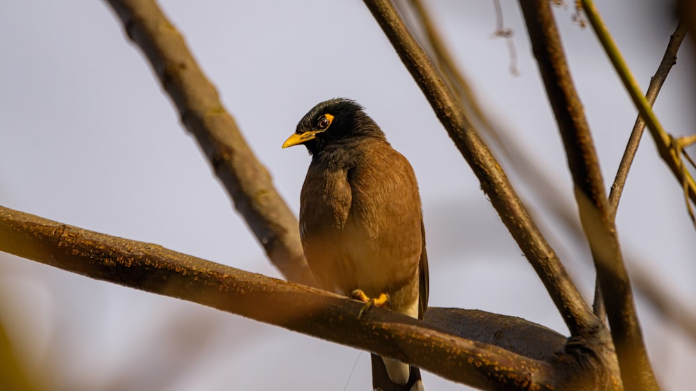 brown and black bird on brown tree branch during daytime