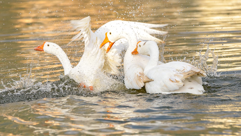 white swan on water during daytime